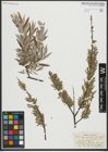 Foto von Salix repens L. x Salix viminalis L.